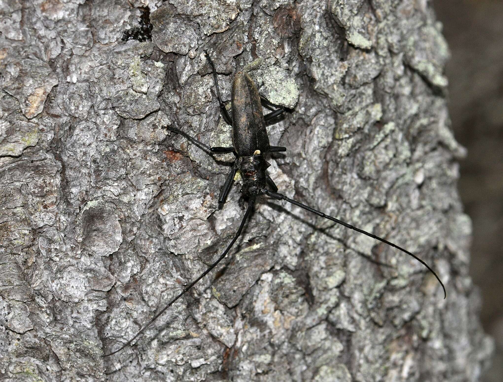 <i>Monochamus sartor urussovii</i> resmi