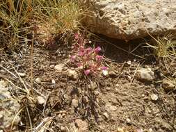 Image of Allium parciflorum Viv.