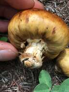 Image of Cortinarius pinguis (Zeller) Peintner & M. M. Moser 2002