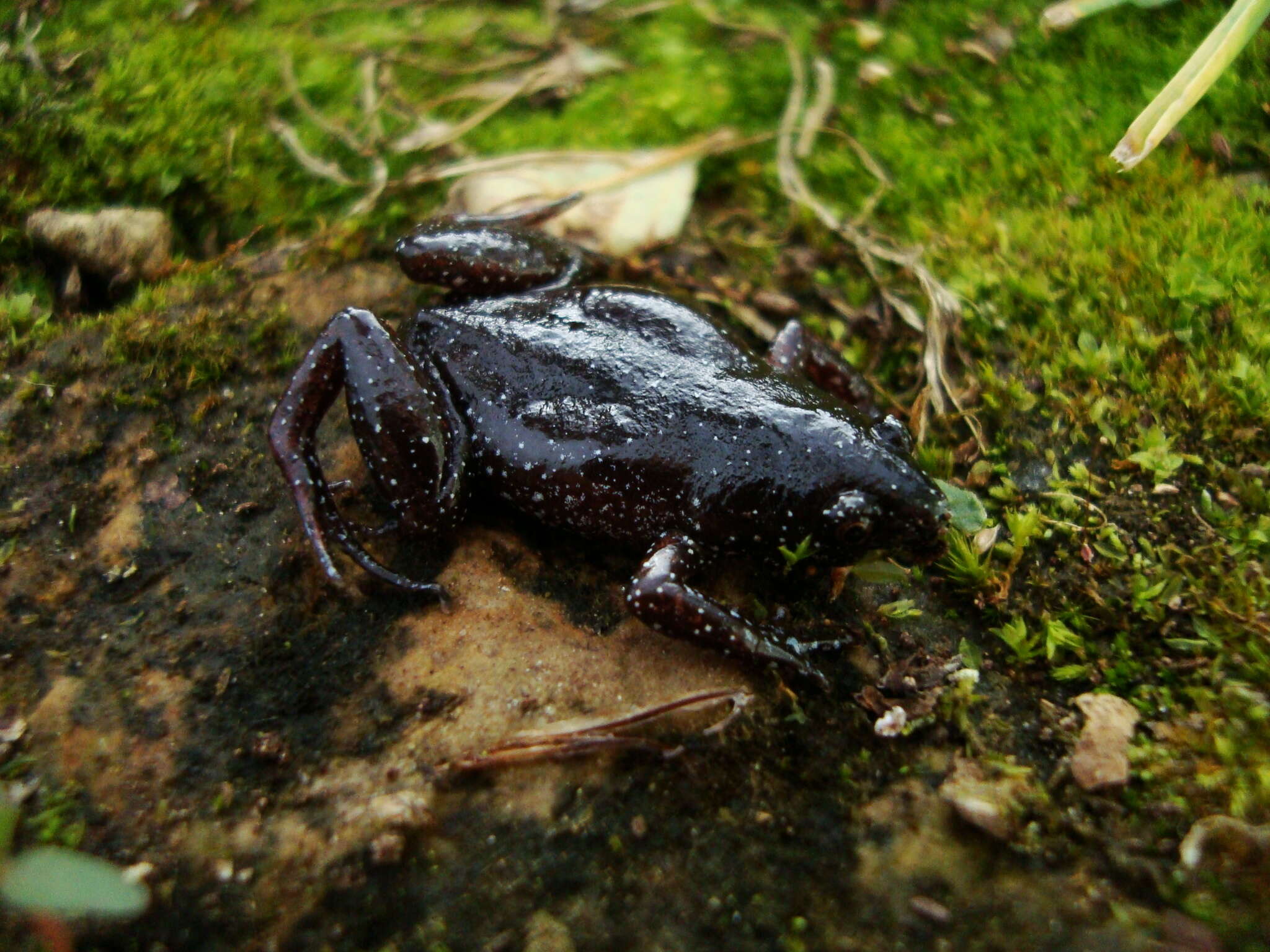 Imagem de Chiasmocleis leucosticta (Boulenger 1888)