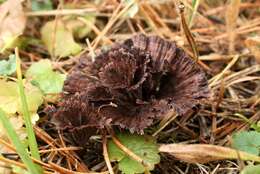 Thelephora caryophyllea (Schaeff.) Pers. 1801 resmi