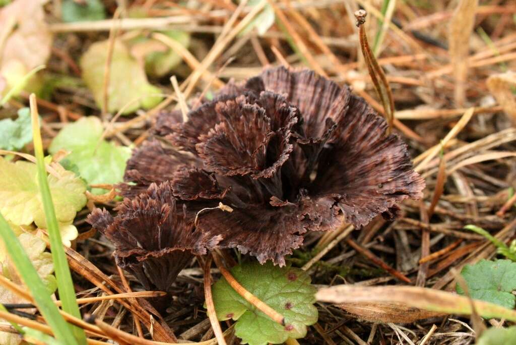 Thelephora caryophyllea (Schaeff.) Pers. 1801的圖片