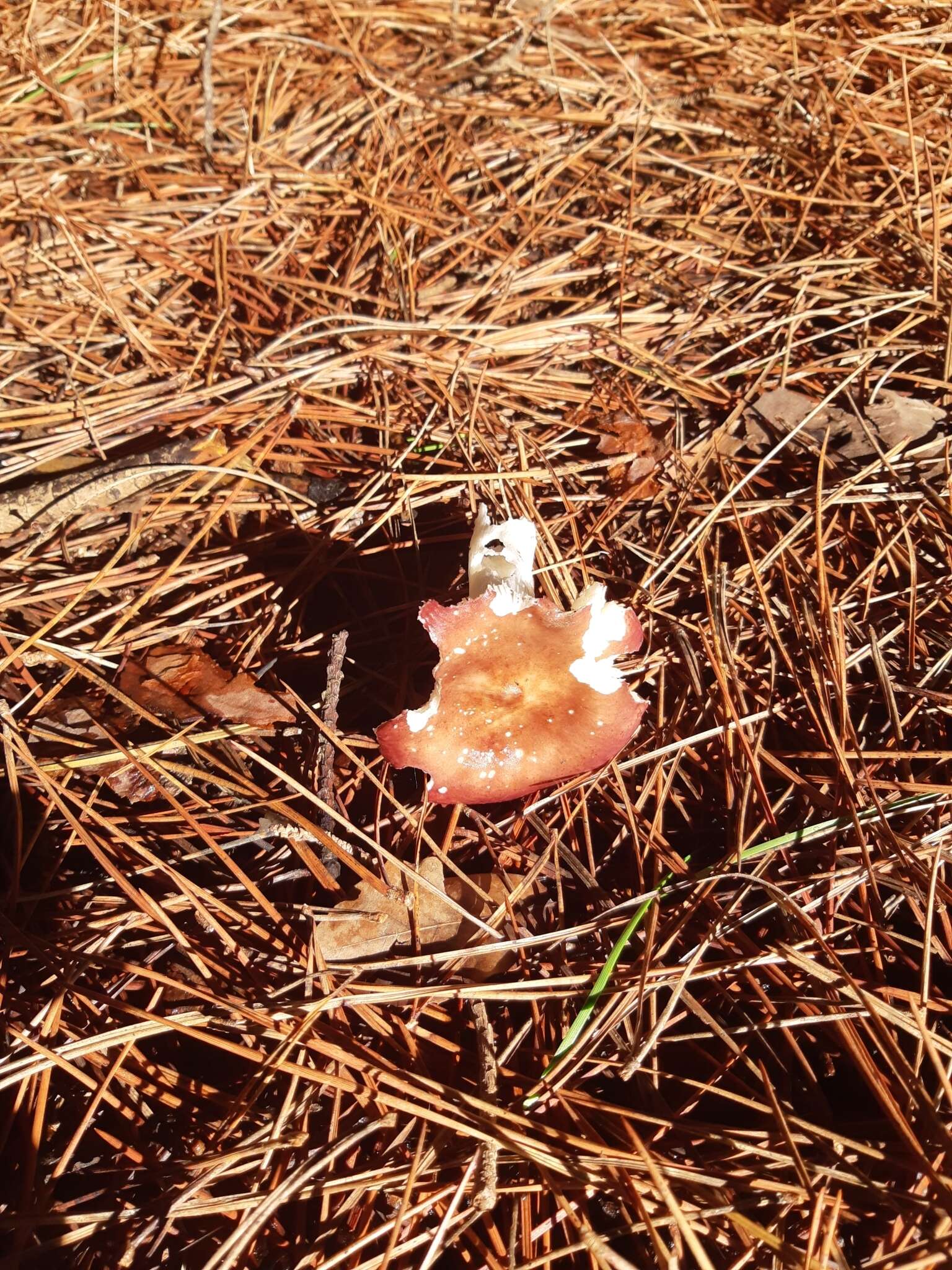 Image of Russula caerulea Fr. 1838