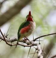 Image of Broad-billed Tody