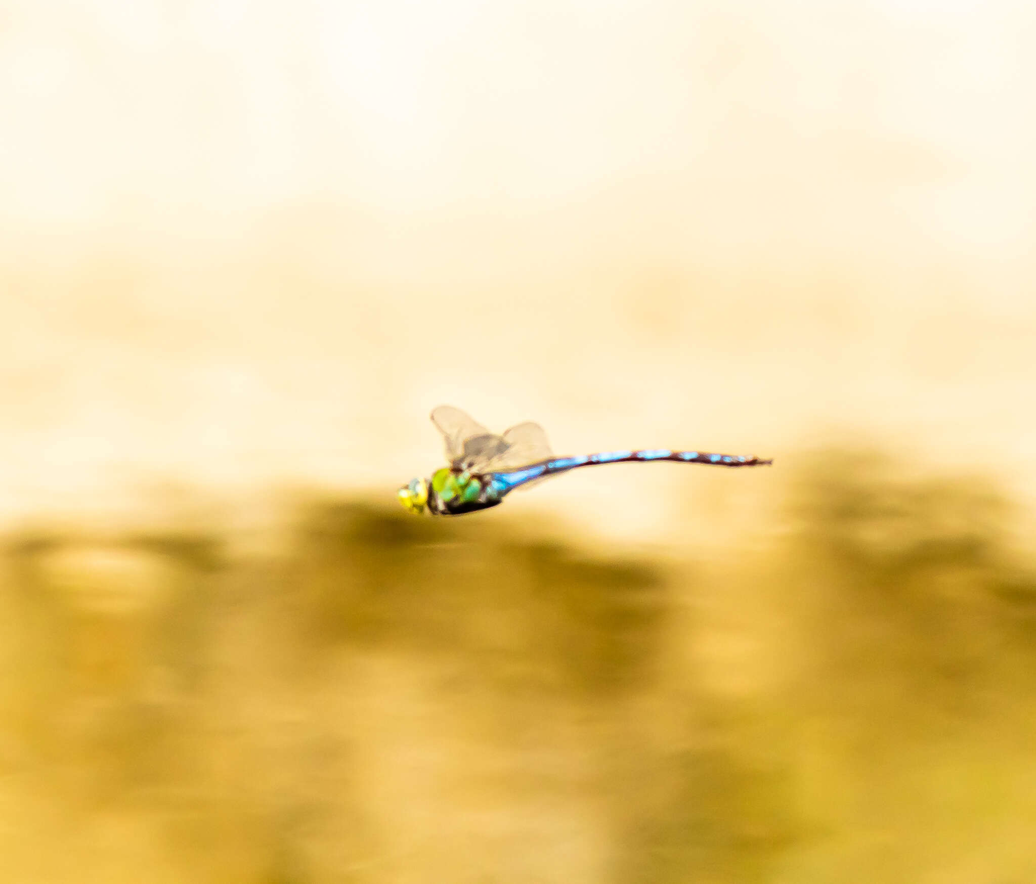 Image of Giant Darner