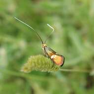 Image of Nemophora raddaella Hübner 1793