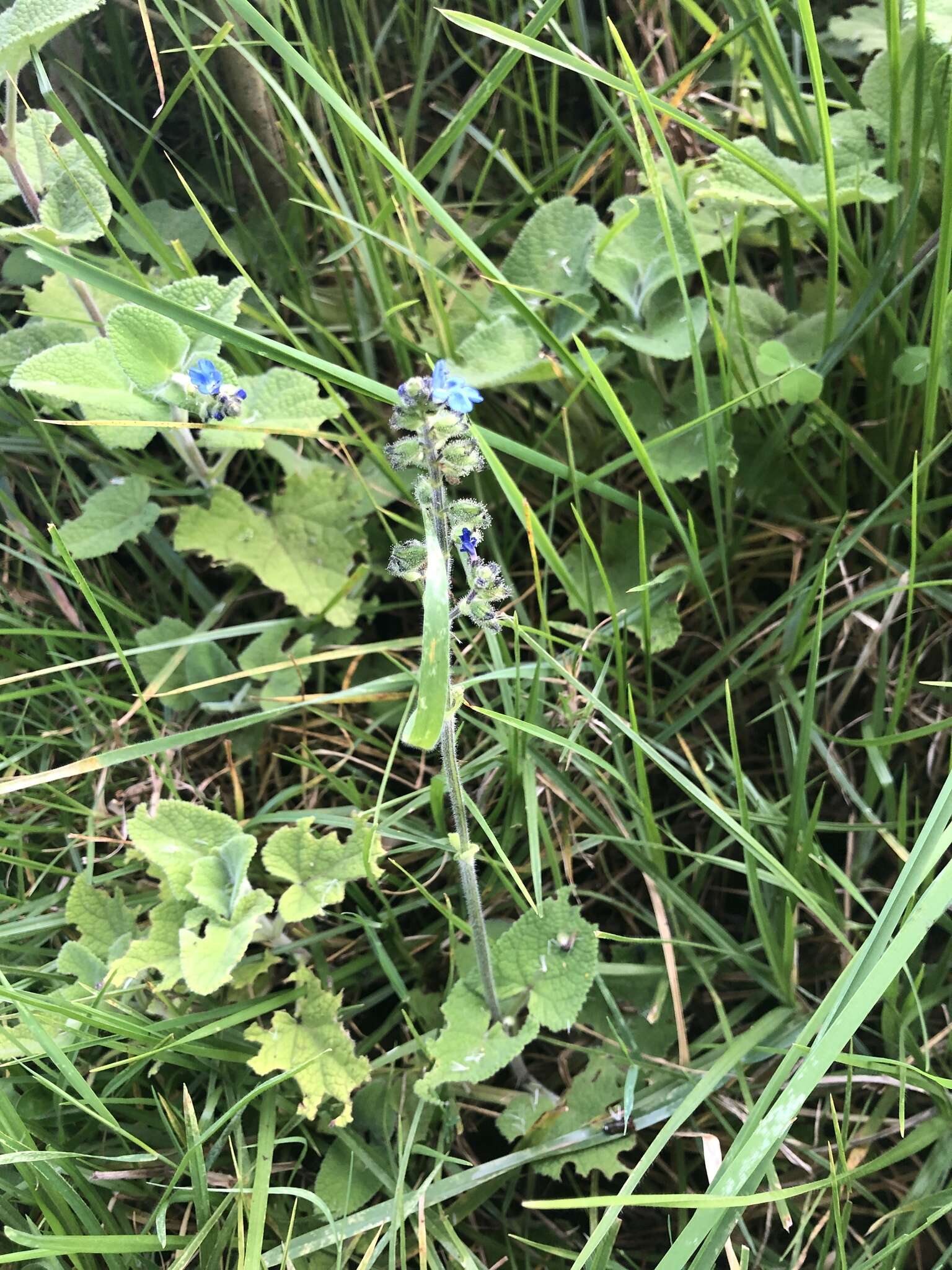 Image of Salvia palifolia Kunth