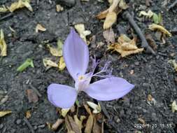 Image of Crocus banaticus J. Gay