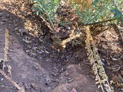 Image of Maerua decumbens (Brongn.) De Wolf