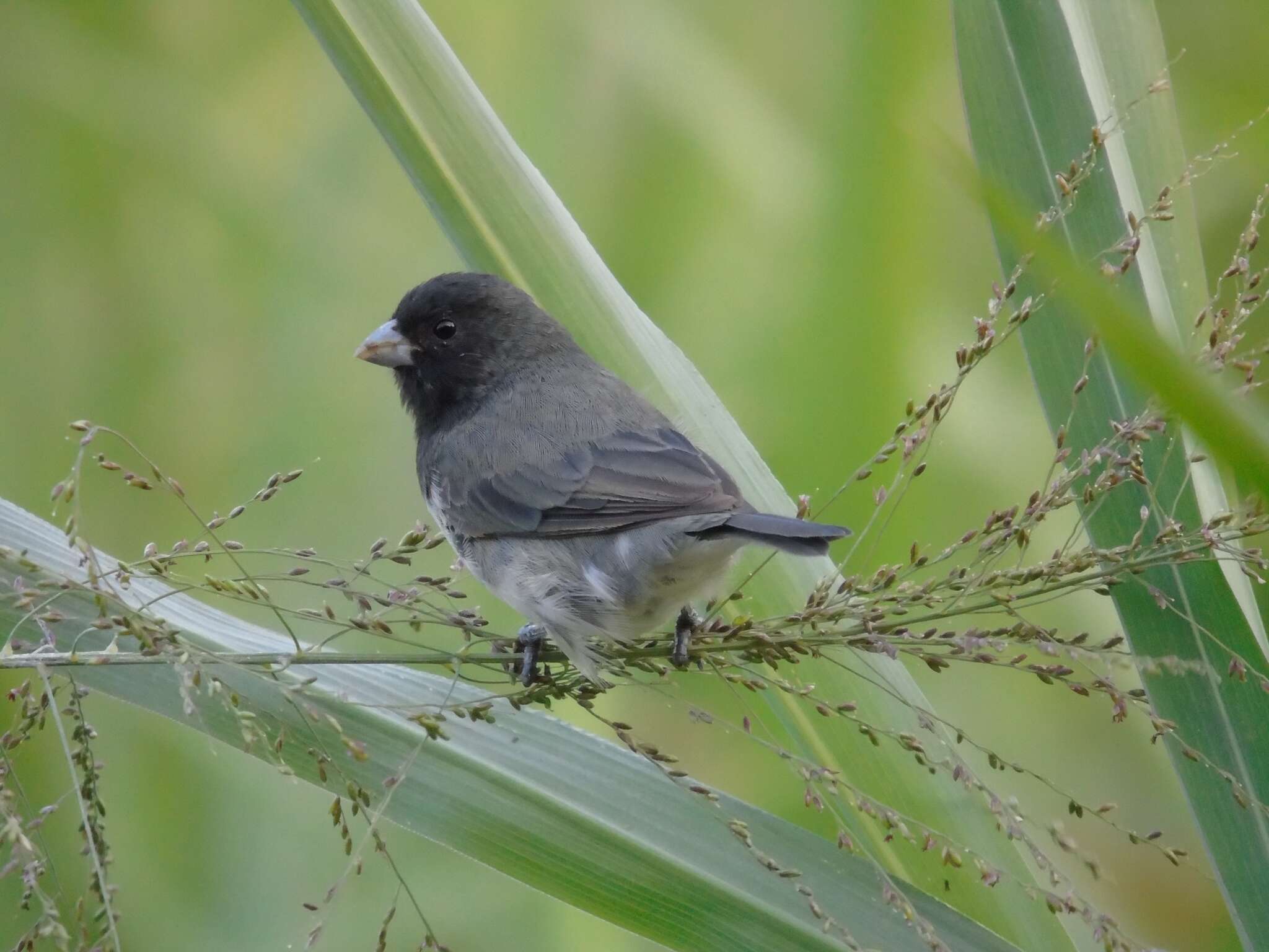 Image of Dubois's Seedeater