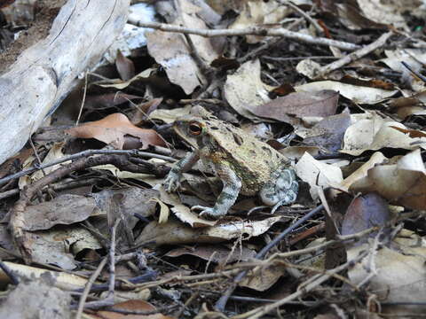 Image of Wiegmann's toad