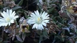 Imagem de Delosperma litorale (Kensit) L. Bol.