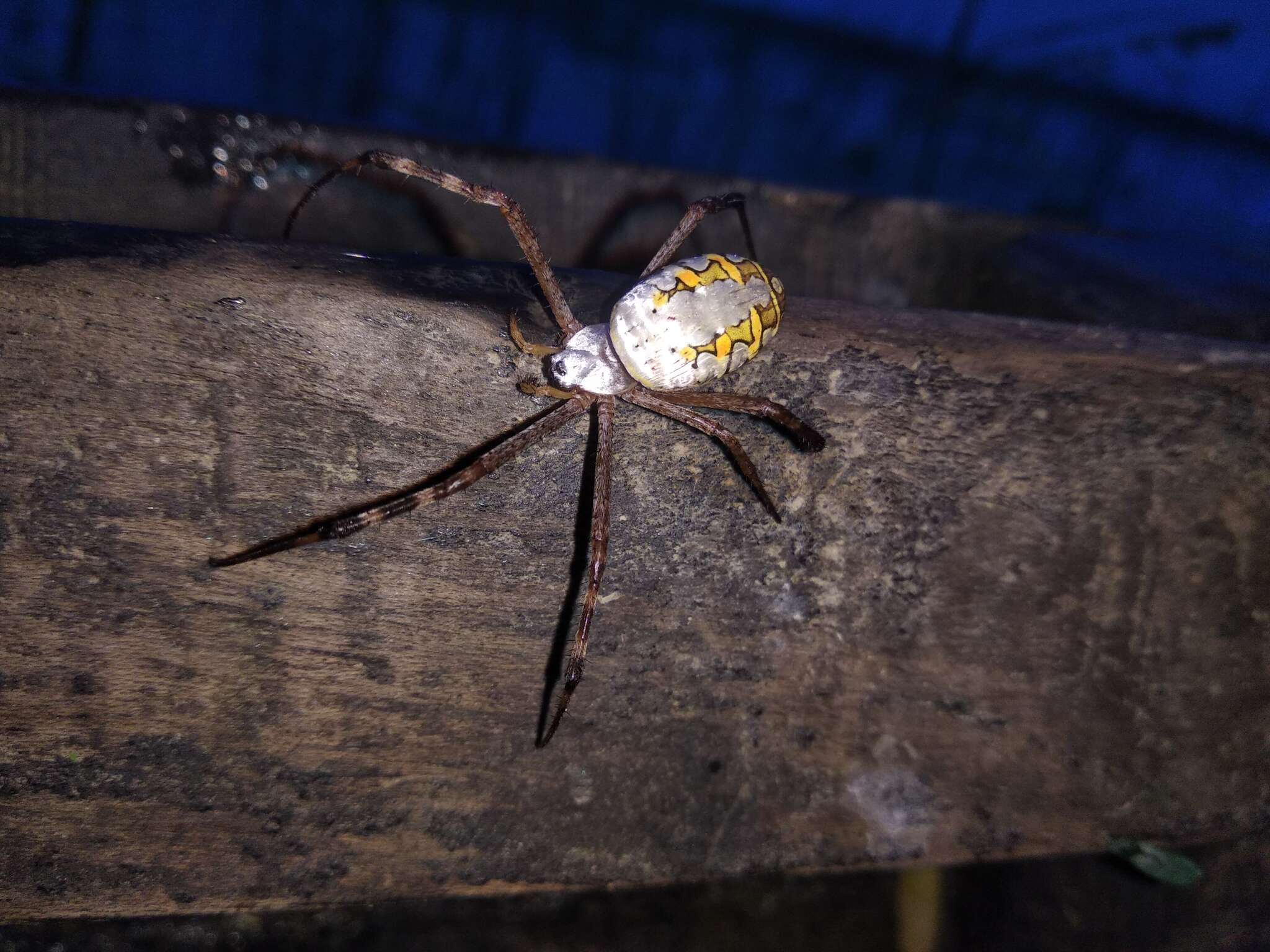 Image of Argiope catenulata (Doleschall 1859)