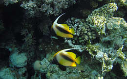 Image of Red Sea Bannerfish