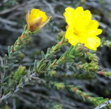 Plancia ëd Hibbertia devitata Toelken