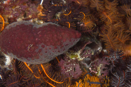 Image of Alcyonidium nodosum O'Donoghue & de Watteville 1944