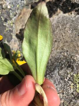 Image of Arnica griscomii Fern.