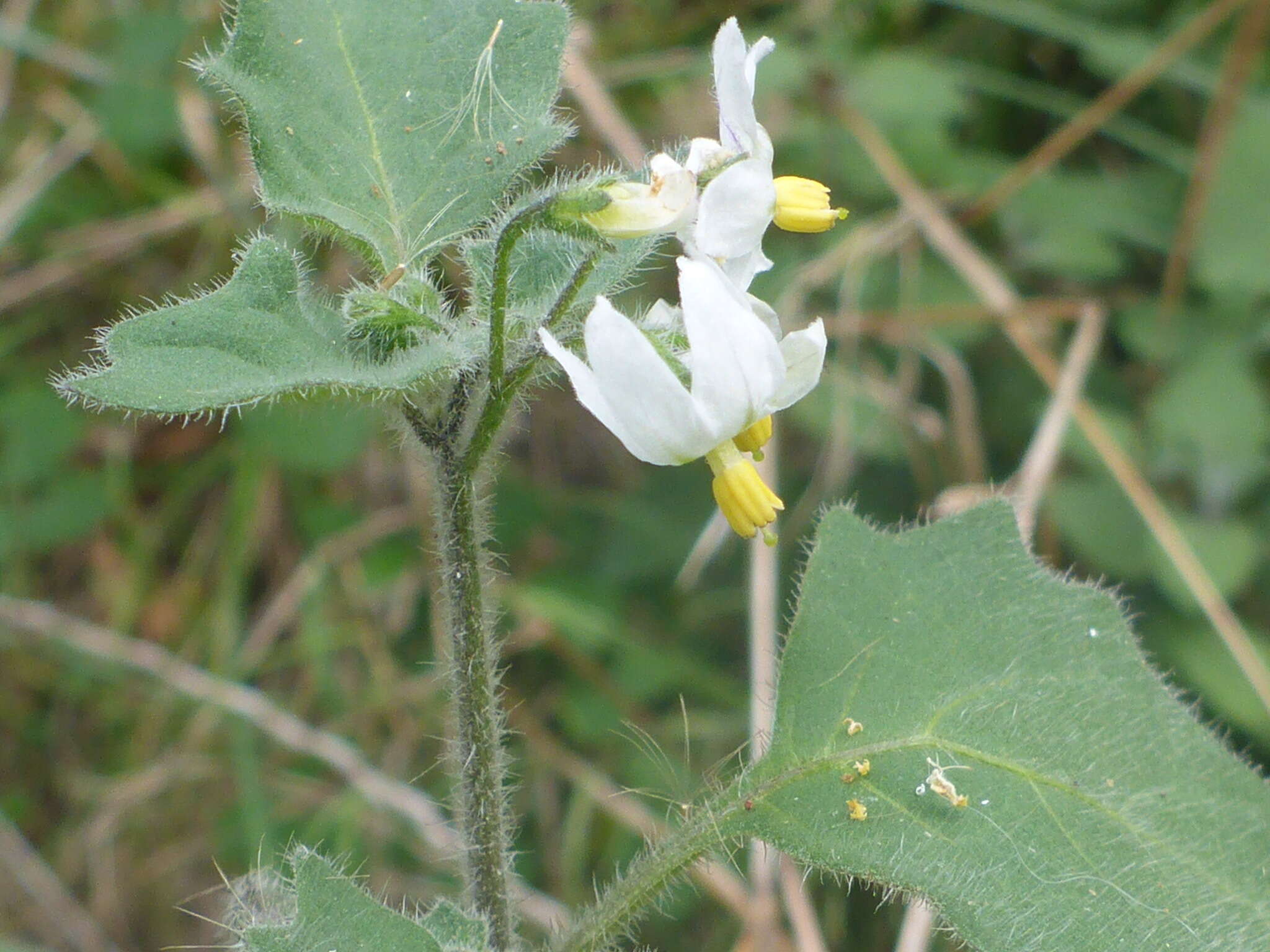 Image of hairy nightshade