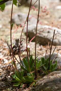 Image of Saxifraga kolenatiana Regel