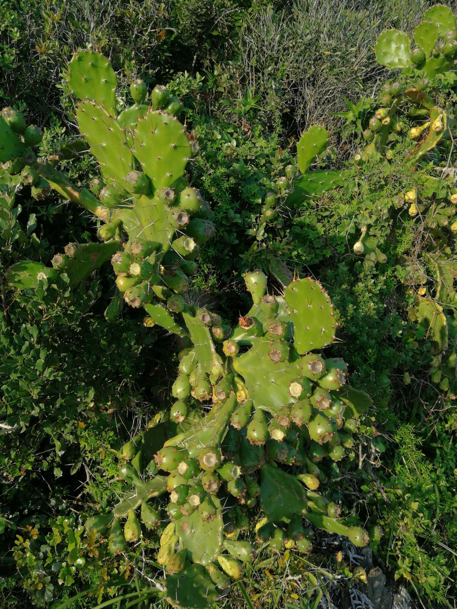 Image of Common Pricklypear