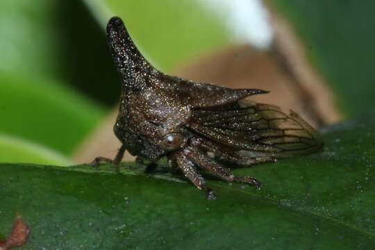 Image of Lantana Treehopper