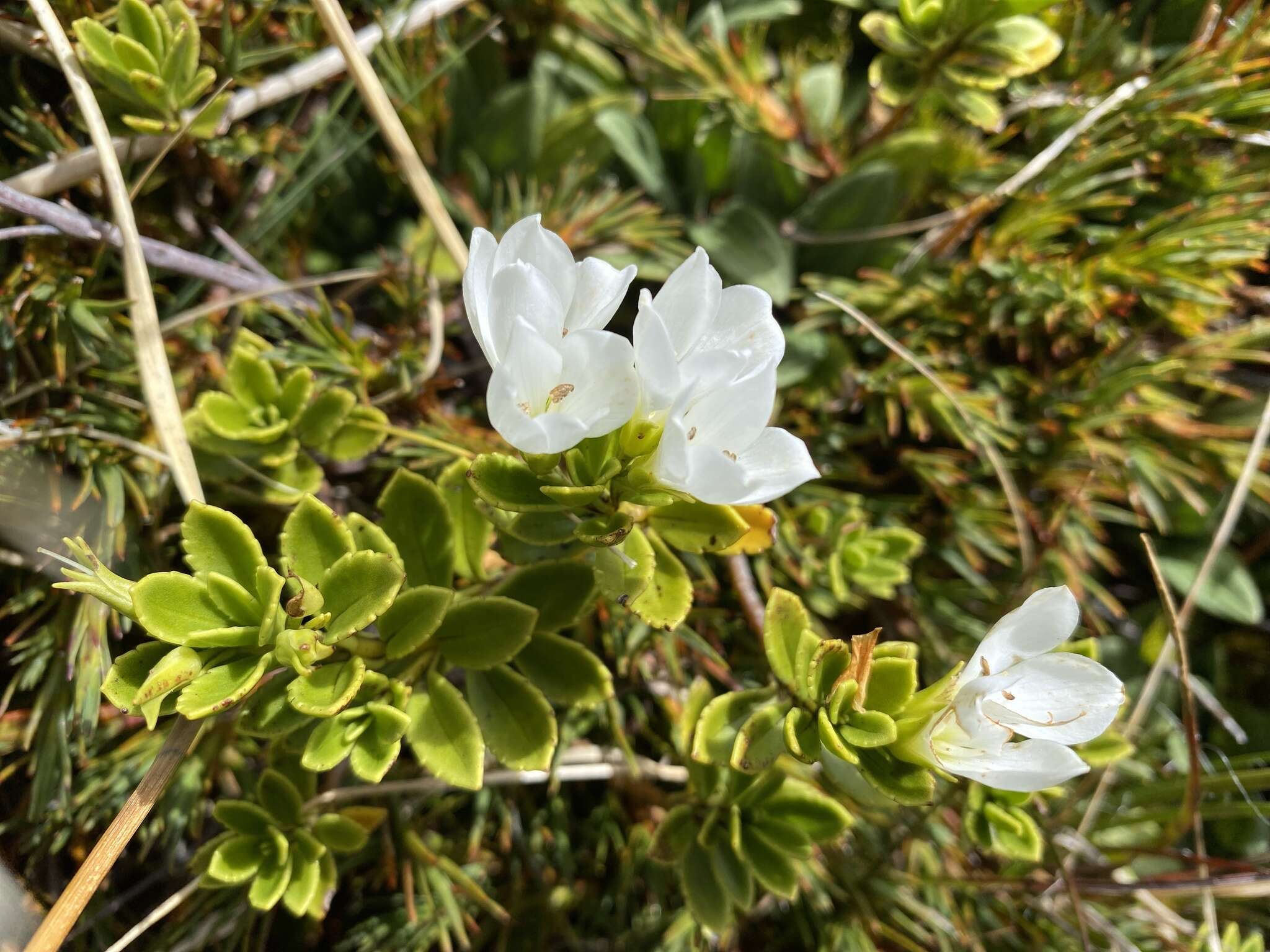 Image of Veronica macrantha Hook. fil.