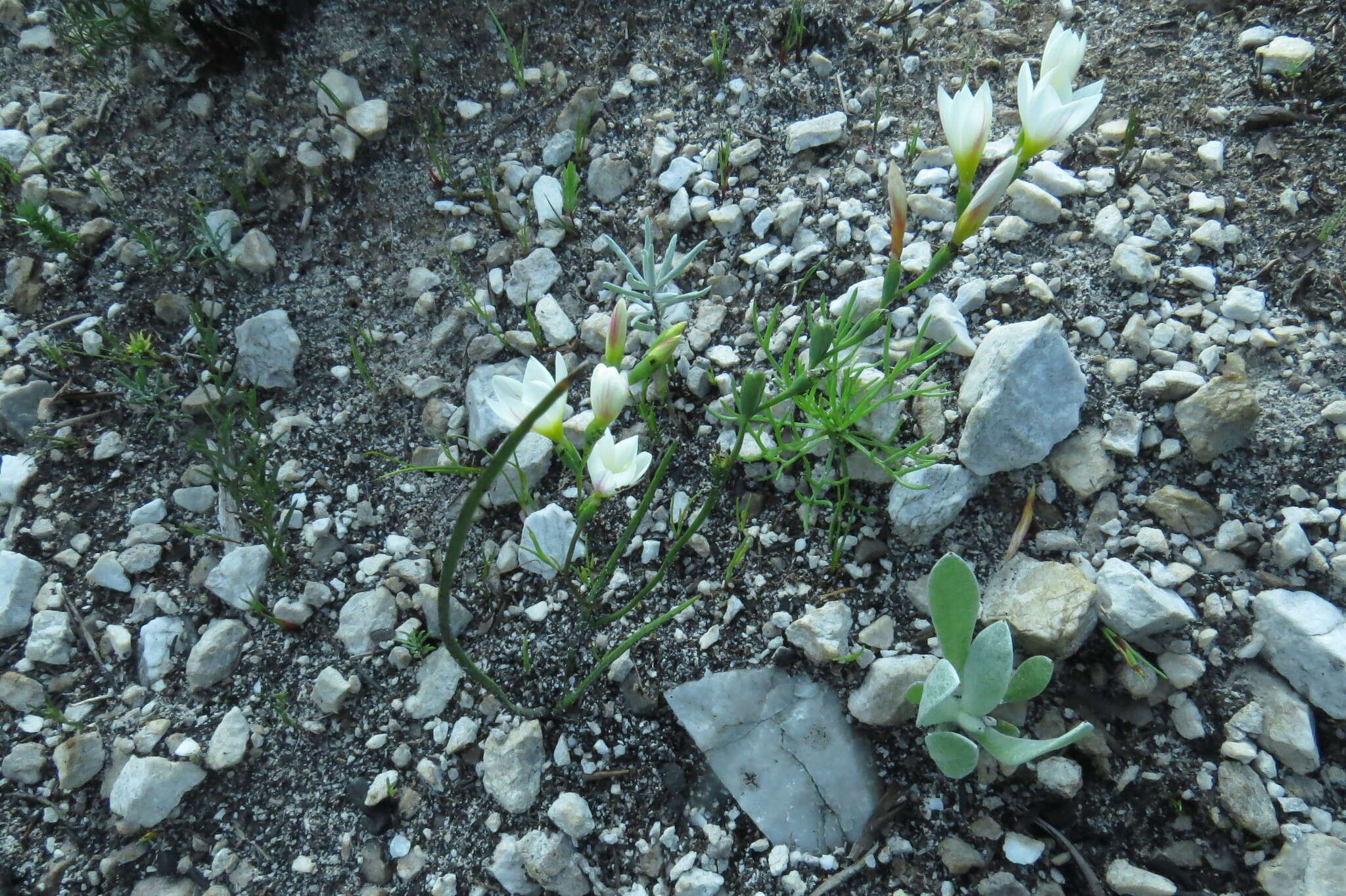 Image of Geissorhiza hispidula (R. C. Foster) Goldblatt