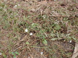 Слика од Ipomoea coptica (L.) Roth