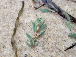 Image of seaside knotweed