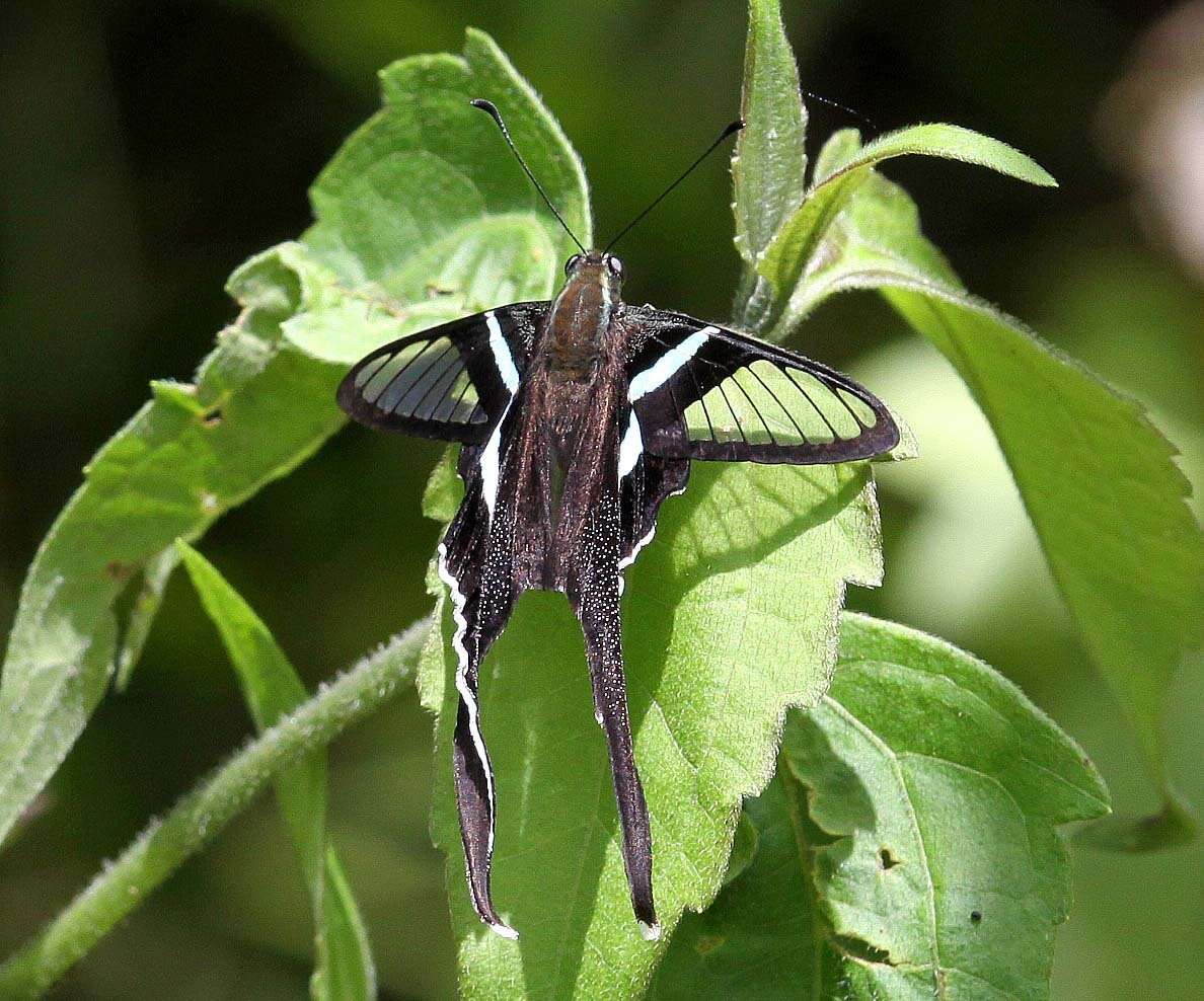 Image of Green Dragontail Butterfly