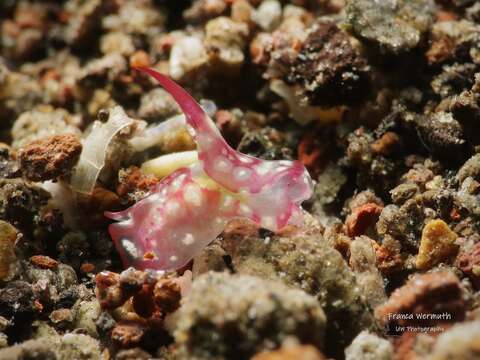 Image of Philinopsis ctenophoraphaga Gosliner 2011