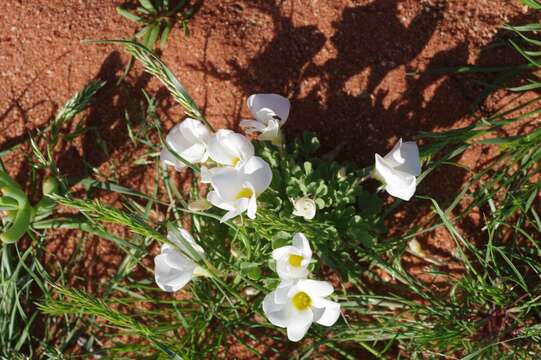 Image of Oxalis annae F. Bolus