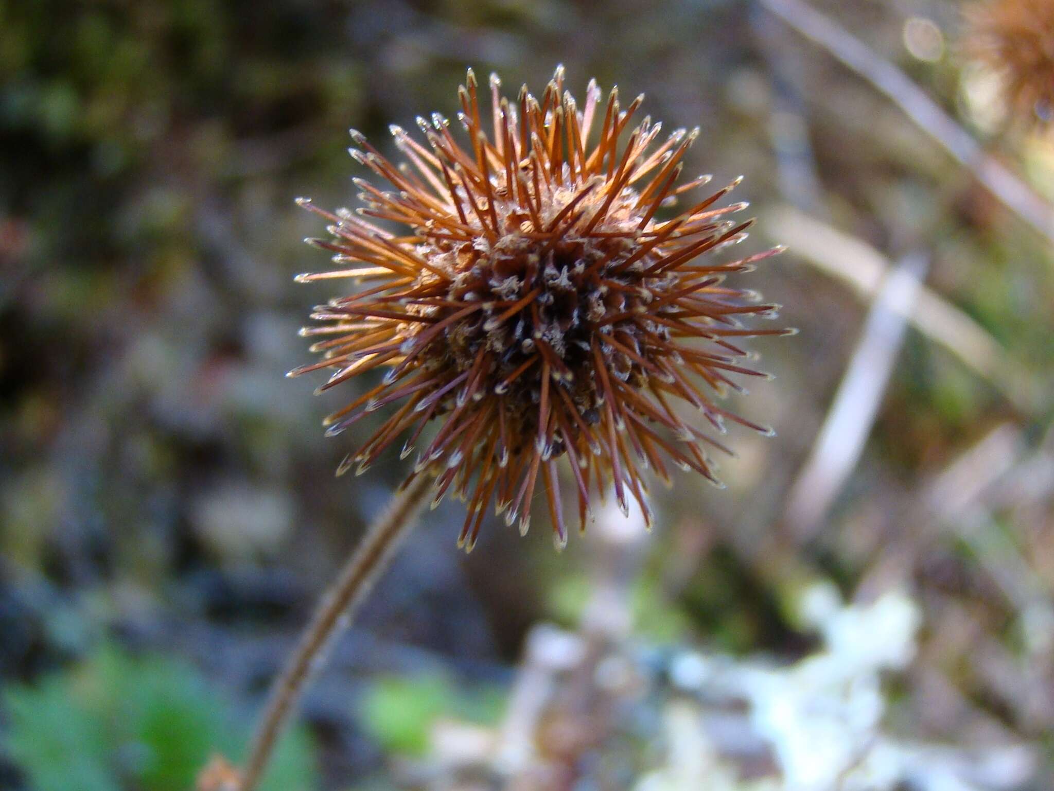 Imagem de Acaena anserinifolia (J. F. & G. Forst.) Druce