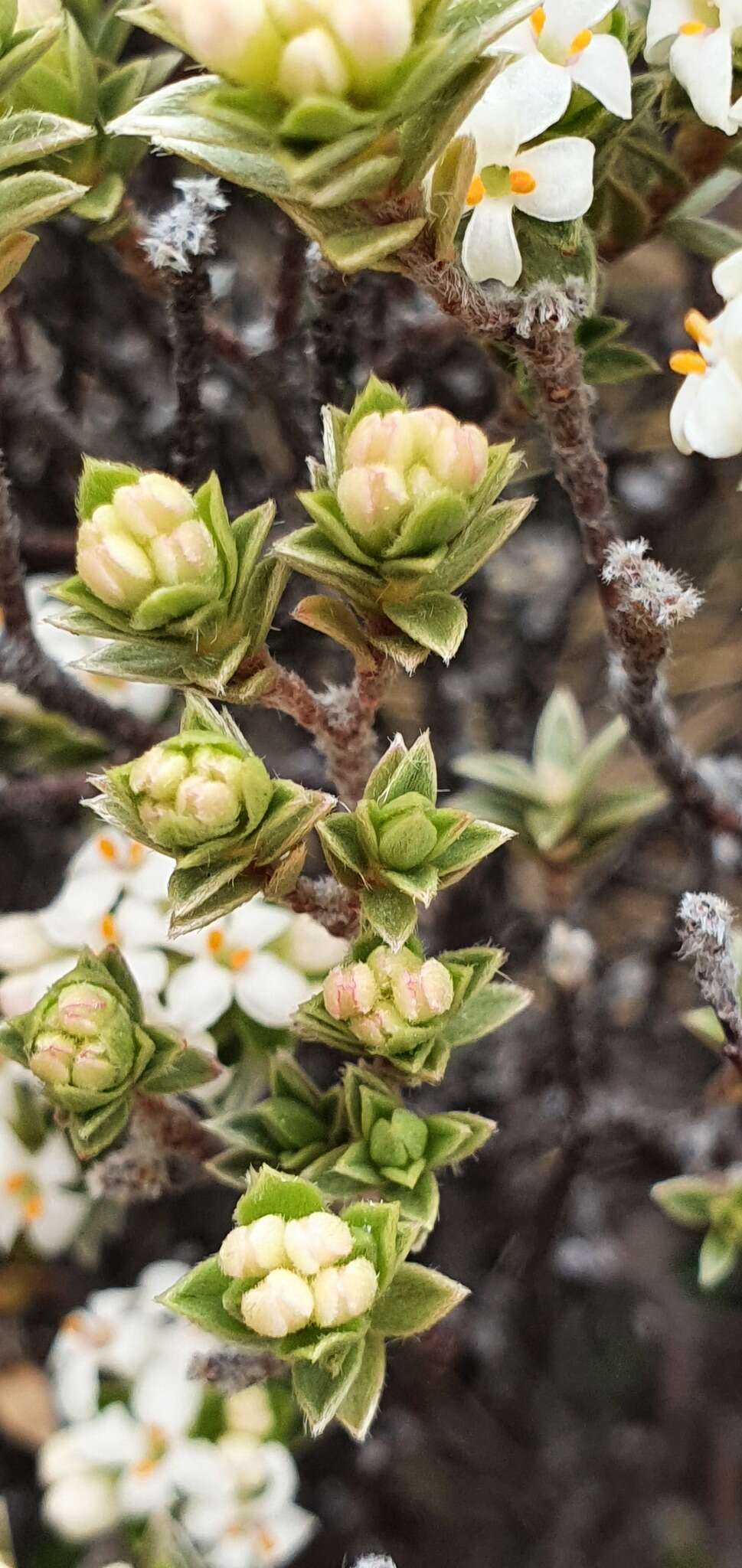 Image of Pimelea concinna Allan