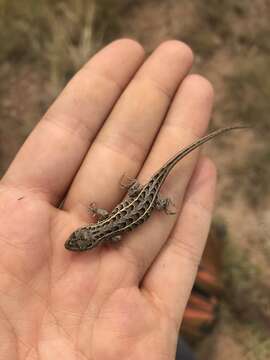 Image of Slevins’s Bunch Grass Lizard