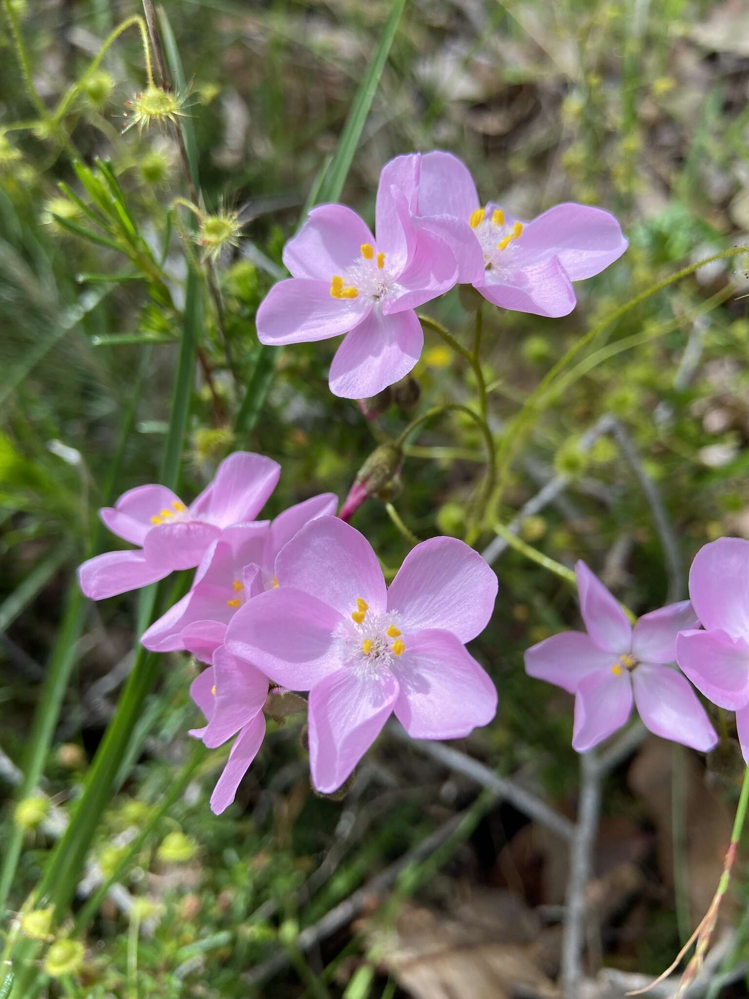 Слика од Drosera indumenta Lowrie & Conran