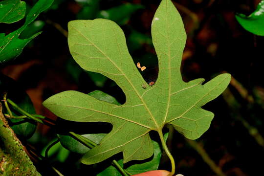 Image of Aristolochia cucurbitifolia Hayata