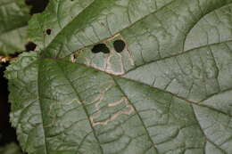 Imagem de Stigmella microtheriella (Stainton 1854) Fletcher et al. 1945