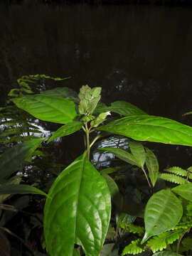 Image de Herpetacanthus rotundatus (Lindau) Bremek.