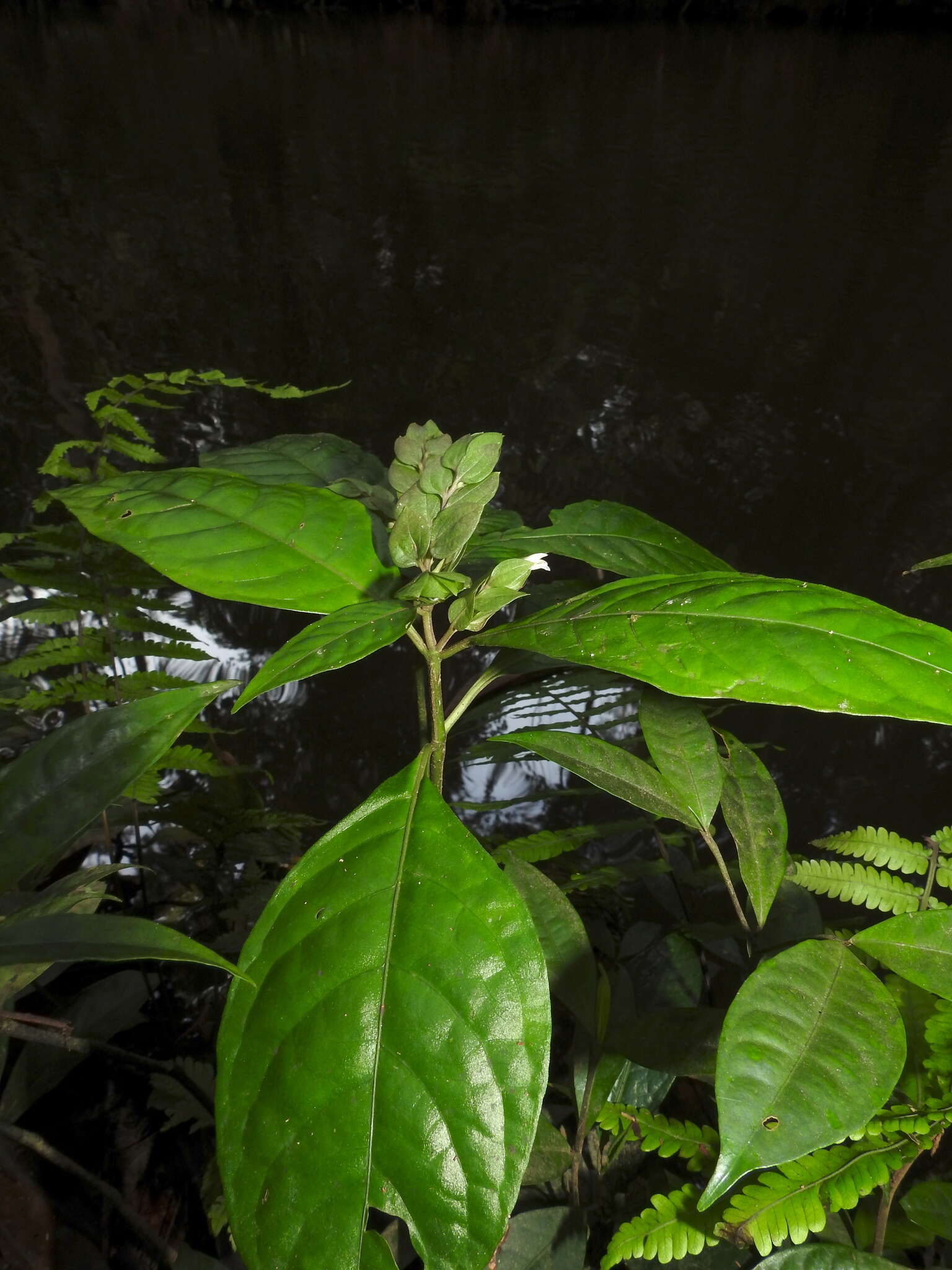 Herpetacanthus rotundatus (Lindau) Bremek. resmi