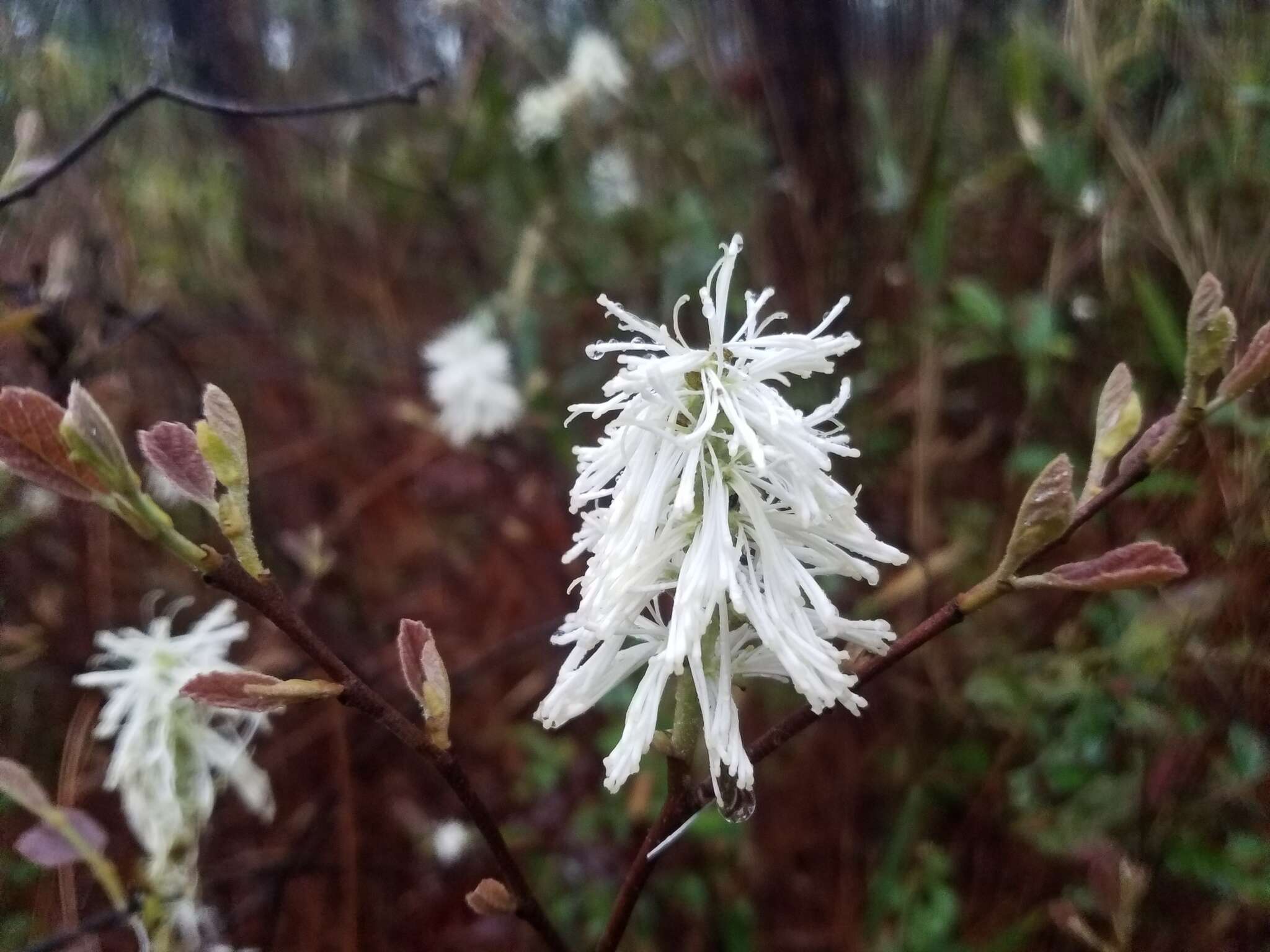 Imagem de Fothergilla gardenii Murr.