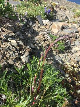 Image of Boreal Sagebrush