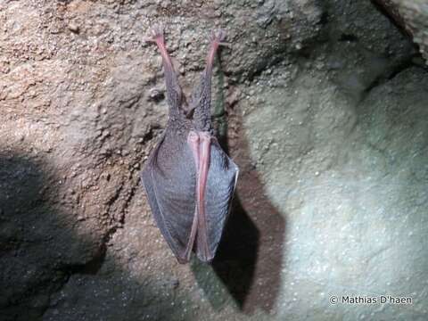 Image of Lesser Horseshoe Bat