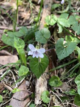 صورة Viola arcuata Bl.