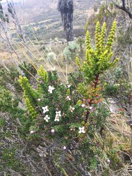 Plancia ëd Arcytophyllum nitidum (Kunth) Schltdl.