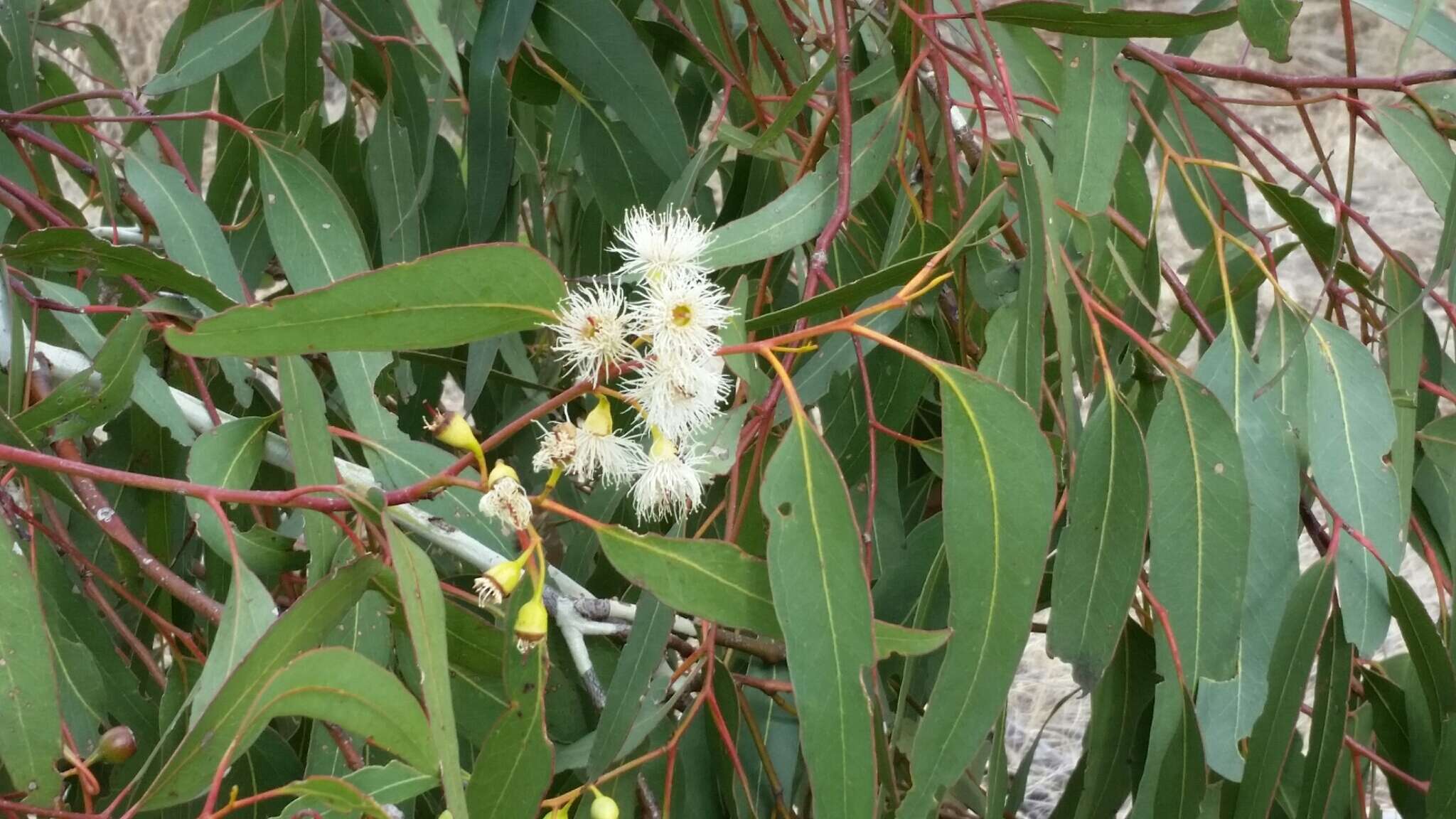 Image de Eucalyptus leucoxylon subsp. leucoxylon