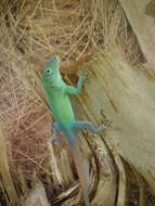 Image of Graham's anole