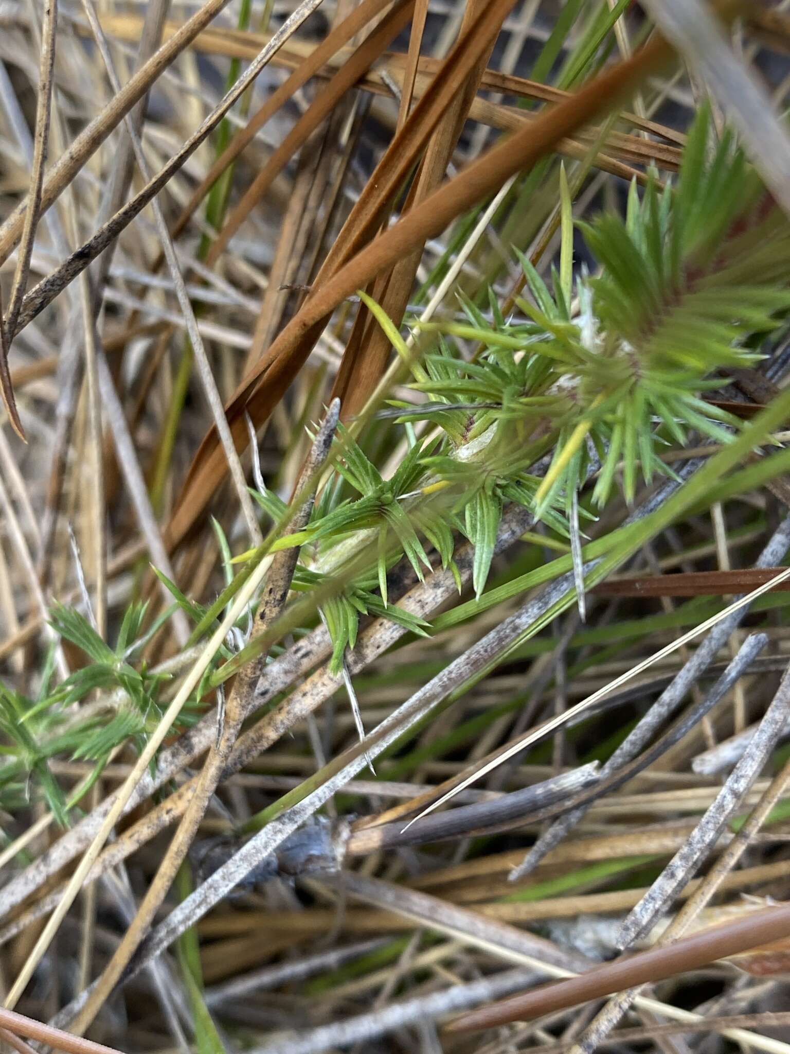 Image of trailing phlox