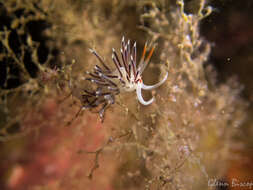 Image of Cratena Slug