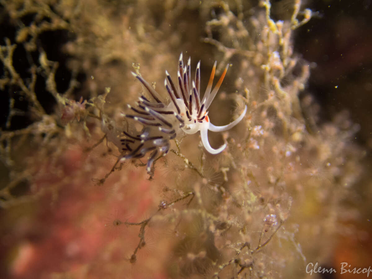 Image of Cratena Slug